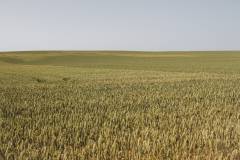 250621-1042-tdebelle-boleroVlaamsBrabant-72
