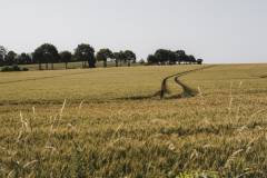 250621-1059-tdebelle-boleroVlaamsBrabant-76